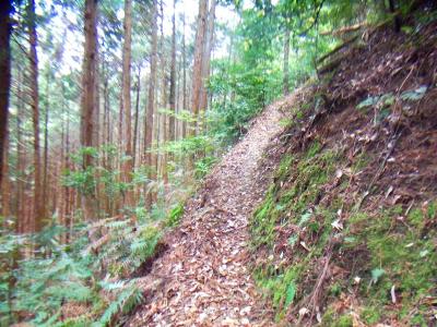 踏み跡のある細い登りが続く