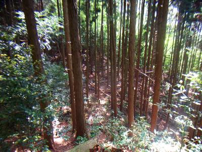 一徳防山の三角点近くの鉄塔まで戻って編笠山へ尾根道を歩く。少々荒れ気味の登山道