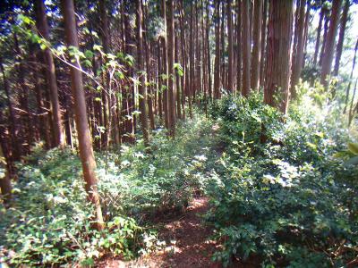 尾根道だし踏み跡はあるので迷わないけど草木で歩きにくい