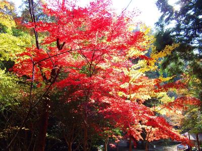 すっかり色づいて紅葉になってる