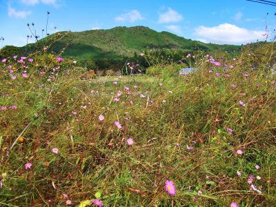 牧集落のコスモス畑から撮った鴻応山