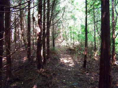 しばらくは踏み跡があるのでそのまま進んでいけばよいが・・・