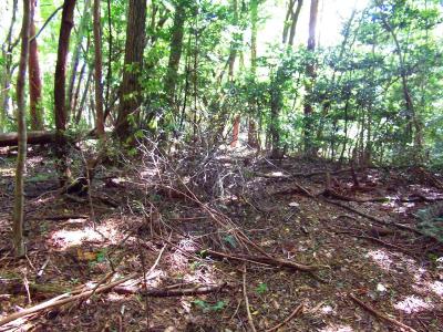途中から荒れ気味になり踏み跡もなくなる。テープもあまりなくて迷いやすいポイントかも。とにかく尾根道なのでコースアウトしないように注意が必要