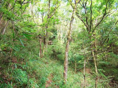ここも草に隠れて踏み跡がわかりにくくなってるけど、かすかに草の間に踏み跡があるのでそれを辿っていく