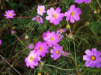 下山後、綺麗に咲いてたコスモスを撮影してみた