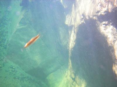 水中で撮影してみたら魚が泳いでいた
