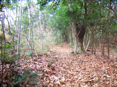 ここから結構な急登がはじまる