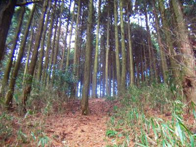 尾根！？ピークがみえた！あのピークが山頂かな！？