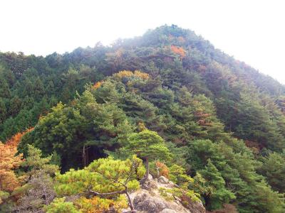 蔵岩から見える槇尾山のピーク。これに登るんだな