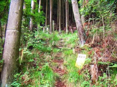 ここから少し急登がはじまる