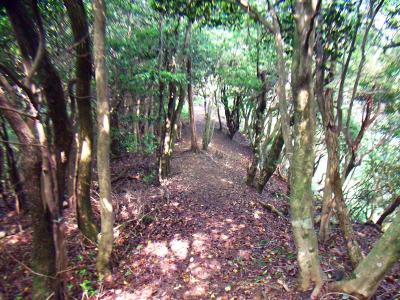 下りが落ち着いてなだらかな尾根道