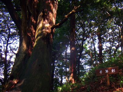 千年杉らしいけど、もう少し巨木であれば絵になったのに・・・