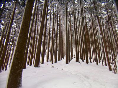 上を見るときりがないほどの植林地帯が続く