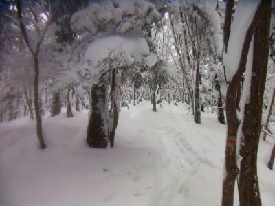 樹林帯の中を歩いていくけどワカンなしではズボズボ足がハマってしまう。なんとか歩いていく