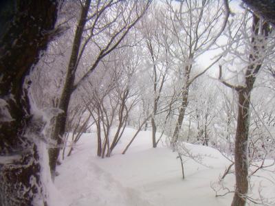 青空があれば霧氷は最高なのにな