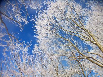 青空と見事な霧氷。これが見れただけでも来たかいがあったかも