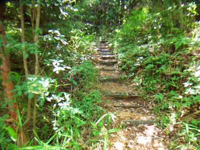 関電道にもなっているので鉄塔までちょいキツいめな階段が続く