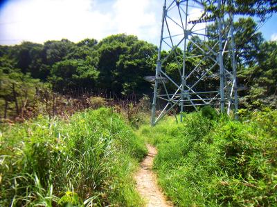 階段はこの鉄塔まで。ここからは少しだらだらした登りが続く
