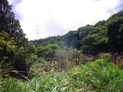 あの鉄塔のさらに奥のピークが樫ヶ峰山頂