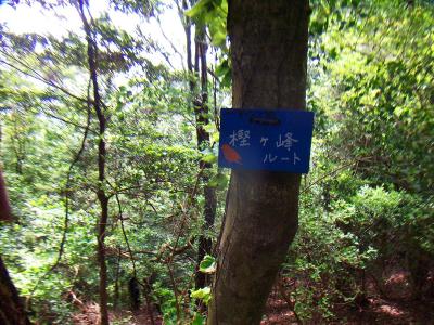 樫ヶ峰ルートとかかれたプレートがあった。道はあってるというか尾根だしね