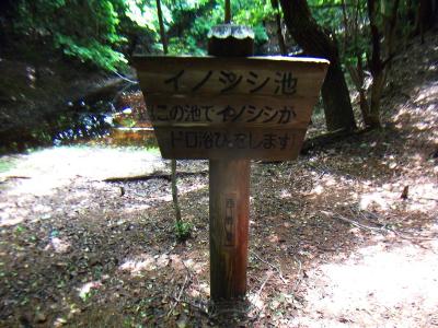 イノシシ池。イノシシが泥浴びしてるところ見てみたい