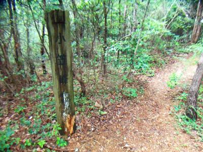 小笠峰山頂(490.8m)到着。この先を進みと小笠峠にでるけど、今回は来た道を戻る