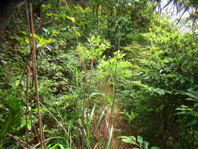 草木が覆い茂っていて踏み跡が隠れている。あまり人が通ってないんだろうね