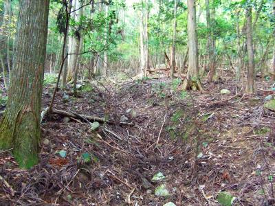 尾根というより最初は道なき道を歩いていく。ここで地図をよく確認して尾根だと思われるところを登っていく