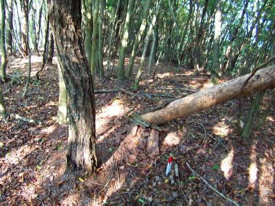 釈迦ヶ岳からは、尾根を北へ進む。この赤い杭を頼りにするのもどうかと思うけど、尾根伝いに打ってあったのでこれを頼りに進んでいく