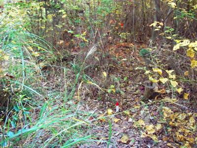 この赤い杭がまた尾根伝いに打ってあったので、これを見失わないように歩いていく