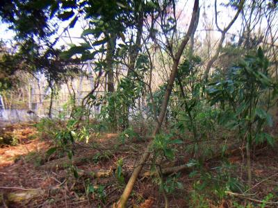 電波反射塔があるけど、山頂と三角点はどこだ！？と探し回る