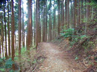 急いで同行者に間に合うようにダイトレを戻っていく