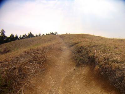 ススキは完全に刈られていた。というより燃やされたんだよね