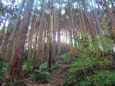 クヌギ峠から急登になる。距離はそこまで長くないけどね