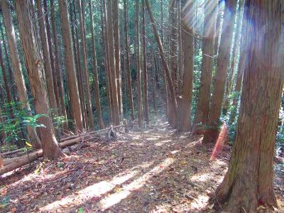 右側（南）にいくと下りになるが、またすぐ登りになる