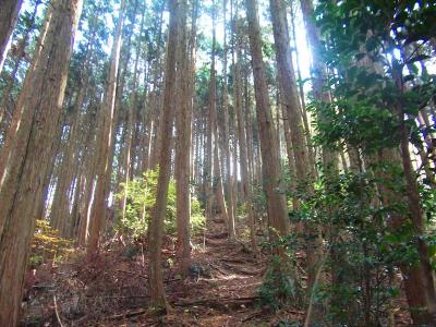 下ってから激急登になる。距離は短いけどペースダウンしたほうが良さそう