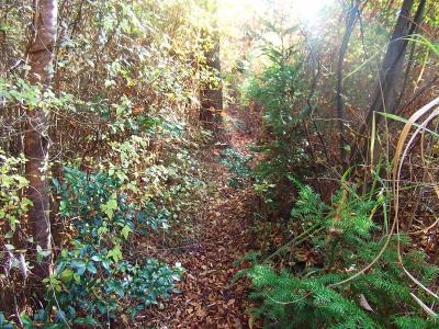 ピークから少し下り、また少し登ると、細い藪の道になる。この先のピークが近い