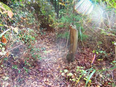 昔の写真を見る限り、このあたりが府庁山の山頂だったみたい。高度計も約610mを示していた。災害で看板がなくなったのかな！？