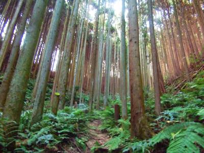 舗装道が終わると急登になる