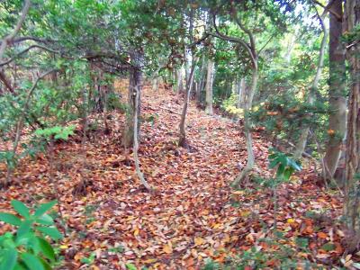 枯れ葉で踏み跡が隠れているけど、木に巻いているテープを頼りに登っていく