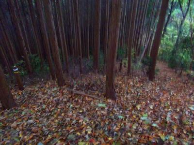 登りの時は気づかなかったが、分岐点がある。今回は左のテープのほうから登ってきたので、同じ道で下山する。地図を見ると右側からでも下れると思うけど変なところに行くと厄介なのでピストンする