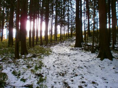 中葛城山への登り。階段になっている