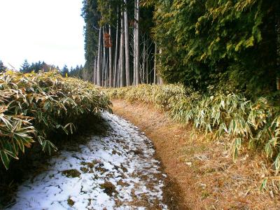この笹地帯に出るとすぐそこが山頂