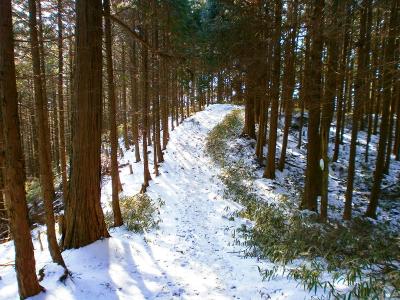 続いて高谷山を目指していく。また樹林帯の中に入ったが、気持ちの良い稜線歩きとなる