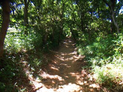 保久良神社からは登山道になる。最初は金鳥山のピークを目指す