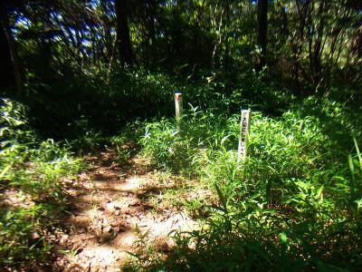 金鳥山山頂(338m)に到着。三角点もちゃんとあった