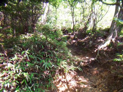 あまり人が入ってないのか、ちょっと登山道が荒れ気味かも