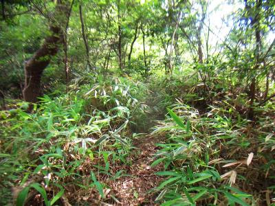 黒五山も人が入り込んでいないせいか、かなり登山道が荒れていた。踏み跡は少しあるんだけどね
