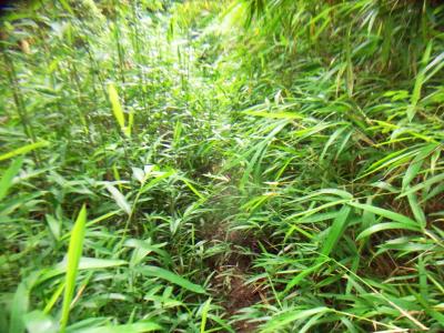 この道も踏み跡はあるものの草で覆われていた。あまり歩いてる人いないんだね