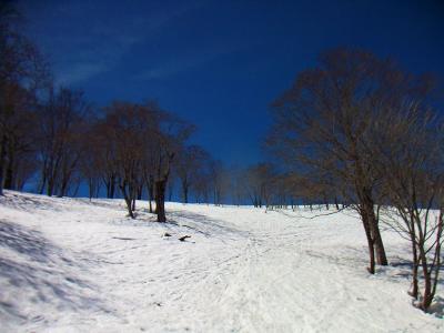 晴天だし雪もたっぷりあるのでBCスキーが楽しみだ